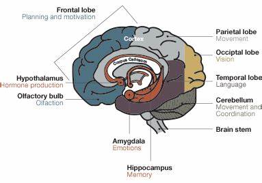 Brain on GPS