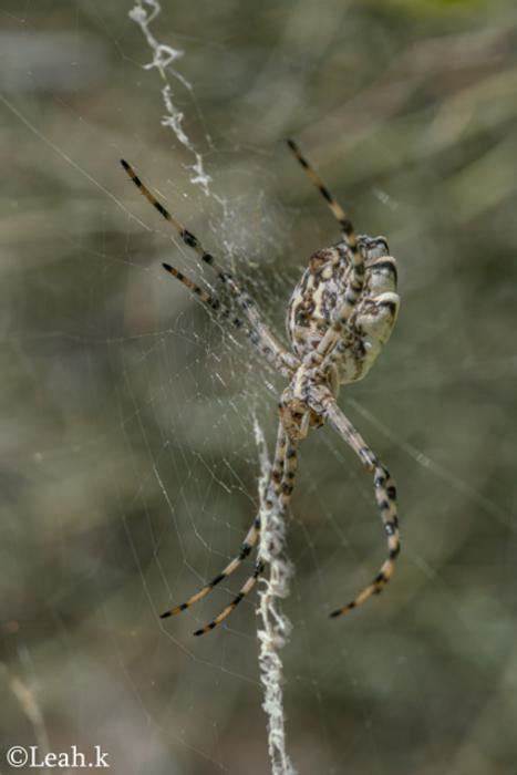 A new map of arthropod evolution, from fossils to embryos