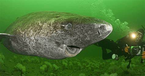 Some of the Oldest Living Creatures Are Getting Crushed by Cruise Ship Anchors