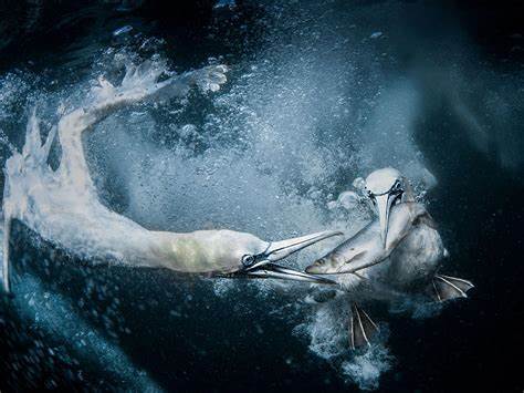 Winners of Nature's Scientific Photography Awards 2025