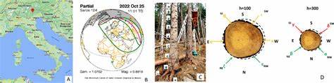 Bioelectrical synchronization of Picea abies during a solar eclipse