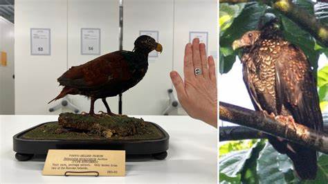 AI is helping rescue a nearly extinct bird species