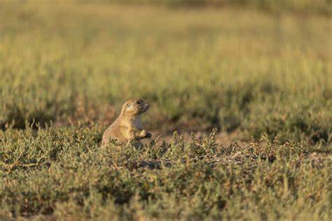 Curlews eavesdrop on prairie dog calls to keep itself safe from predators
