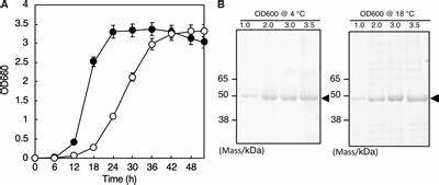 Novel bacterial strain expands options for more sustainable soybean production