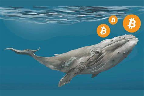 Bitcoin whales continue to impact BTC amidst 1K token move - AMBCrypto News