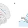 How Dopamine neurons devalue delayed rewards