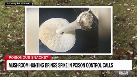 Mysterious Morel Mushrooms at Center of Food Poisoning Outbreak (2023)