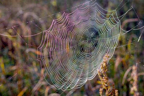 First gene-edited spiders produce red fluorescent silk