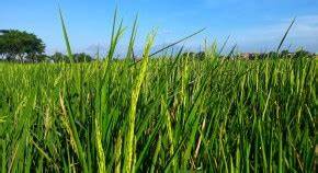 Evolution study shows how rice inherits tolerance to cold without DNA changes