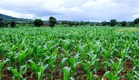 Accessible method for maize bioengineering could open doors for crop innovation