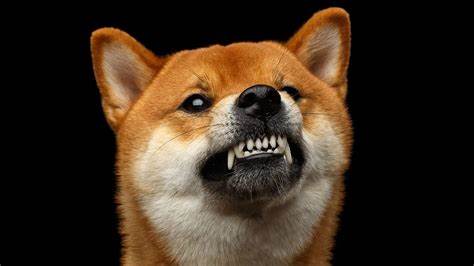 Shiba Inu Revives a Bulling Mood According To A New Santiment Report - CCN.com