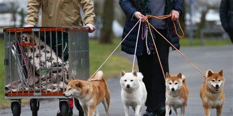 Meet the other dog-themed crypto challenging Dogecoin for dominance - Fortune