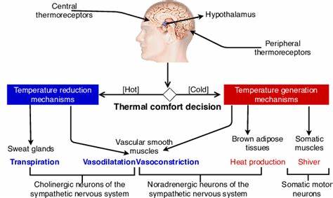 Cold memories control whole-body thermoregulatory responses