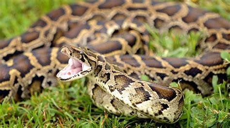 Invasive Pythons haben kleine Säugetiere in den Florida Keys fast ausgerottet
