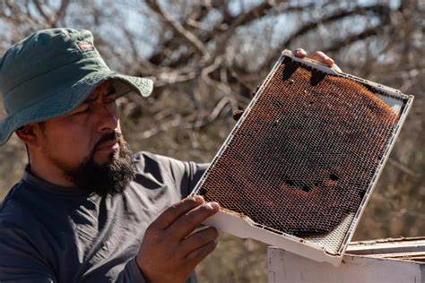 A surge in bee deaths is hurting Texas beekeepers