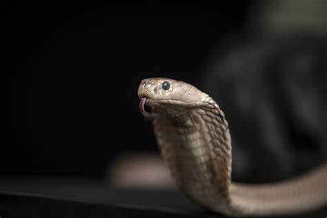 Snake collector's immunity quest opens path towards universal antivenom