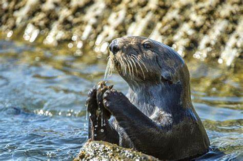 Sea otter responses to a prey surplus following the collapse of a predator