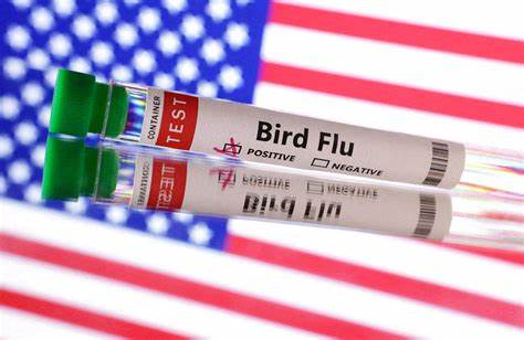 US hasn't seen a human bird flu case in three months. Experts are wondering why