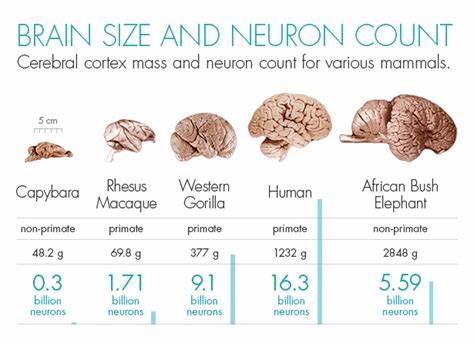 When it comes to brains, size doesn't matter much