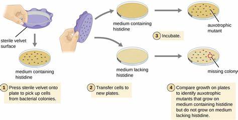 A live bacteria enzyme assay for identification of human disease mutations