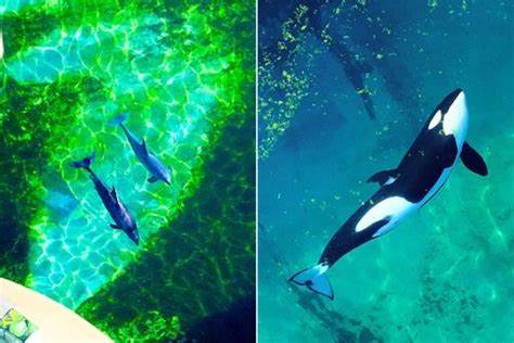 Orcas abandoned in shuttered marine park filmed in algae-infested pool