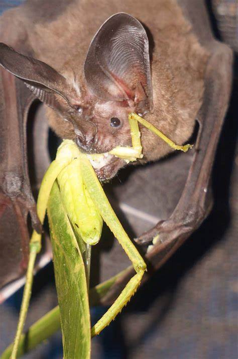 PScientists reveal how bats learn to identify which prey is safe to eat