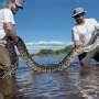 Battle to eradicate invasive pythons in Florida achieves milestone