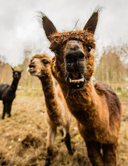 Meta's Llama license is still not Open Source