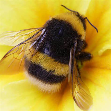 Show HN: Bumble Bee Flower Finder