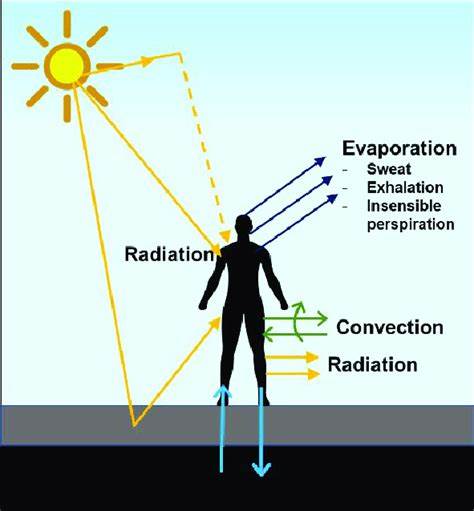 Body Is Dying at Room Temperature: How Thermal Comfort Is Killing You