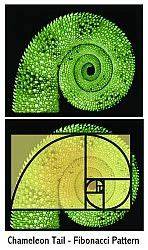 Fibonacci Flim-Flam