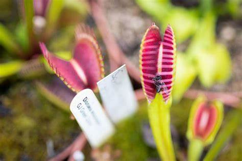 After millions of years, why are carnivorous plants still so small?