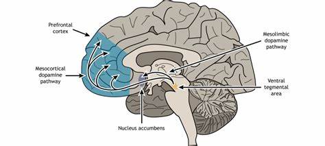 Type 2 diabetes alters brain circuits involved in reward processing