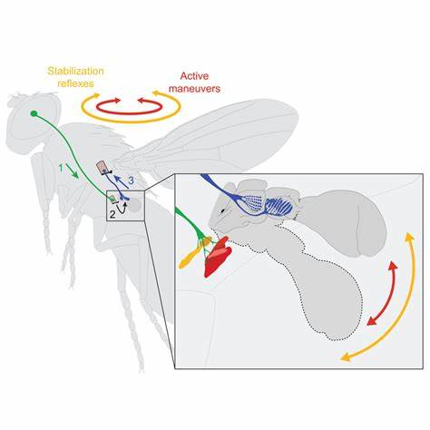 Flies grow their gyroscopes: Study reveals how flight stabilizers take shape