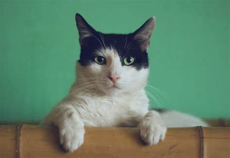 RevenueCat Raises $50M Series B