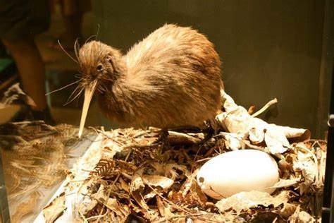 Why Is the Kiwi's Egg So Big?