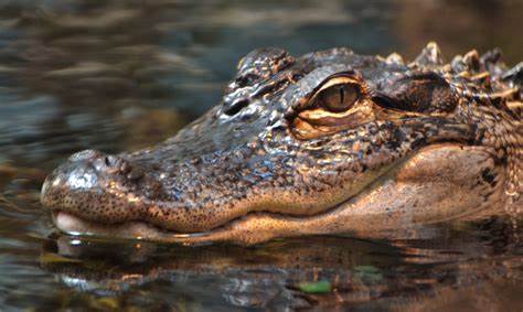 Face to Face with an Alligator? Here's What to Do