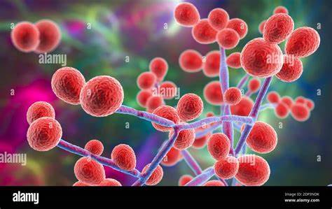 Fungi dwelling on human skin may provide new antibiotics