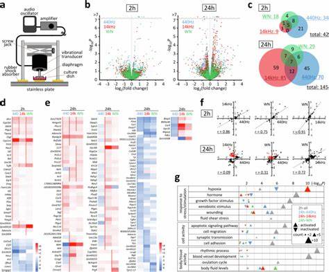 Acoustic modulation of mechanosensitive genes and adipocyte differentiation