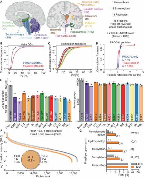 Paleoproteomic profiling recovers diverse proteins from 200yo human brains