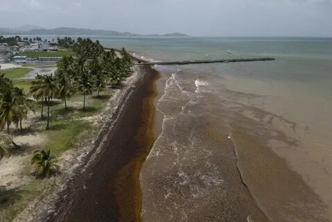 Record amount of seaweed piles up on Caribbean beaches