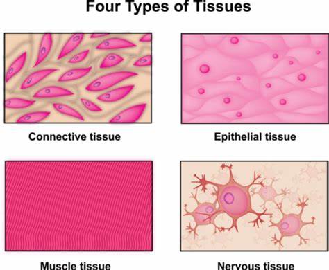 Human Tissue Can Compute Complex Equations