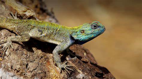 Free the Lizard