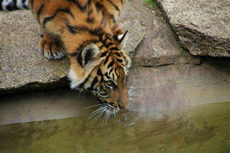 The protein TMEM63B allows mammals to feel thirsty, study finds