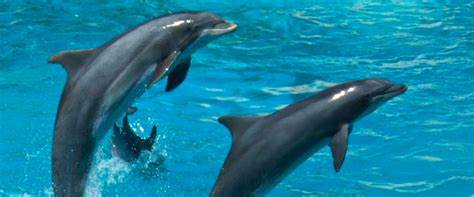 Dolphin whistle decoders win $100k interspecies communication prize