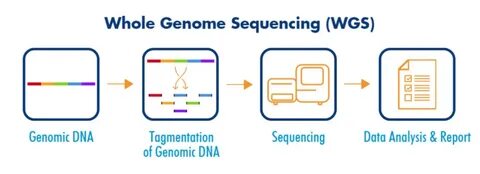 Astrology for Sigmas–DNA Whole Genome Sequencing