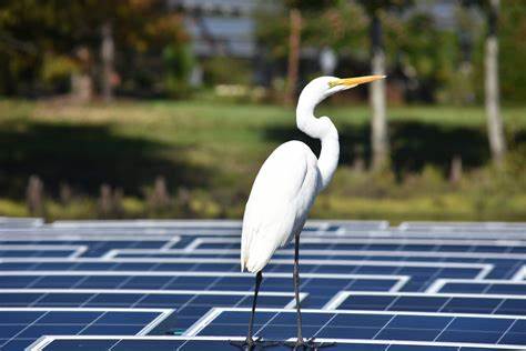 Helping birds and floating solar energy coexist