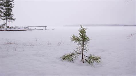 Between the Booms: AI in Winter
