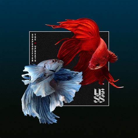 Shapeshifter vs The Upbeats
