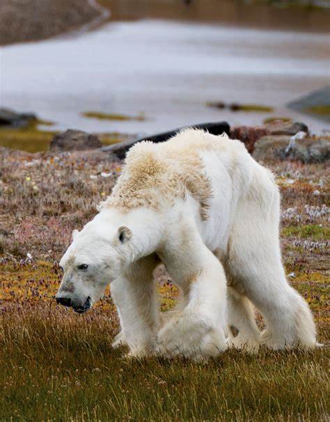 Starving-Polar-Bear Photographer Recalls What Went Wrong